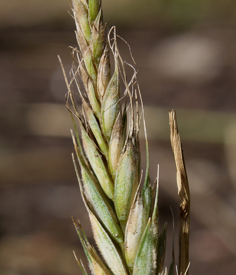 Image of &times; Triticosecale rimpaui specimen.