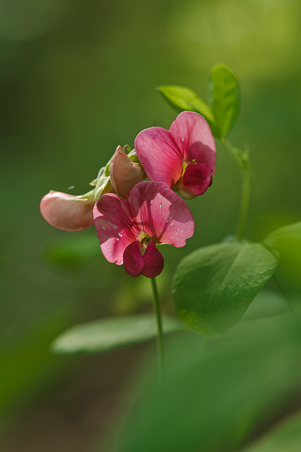 Image of Lathyrus rotundifolius specimen.