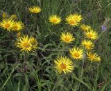 Inula hirta