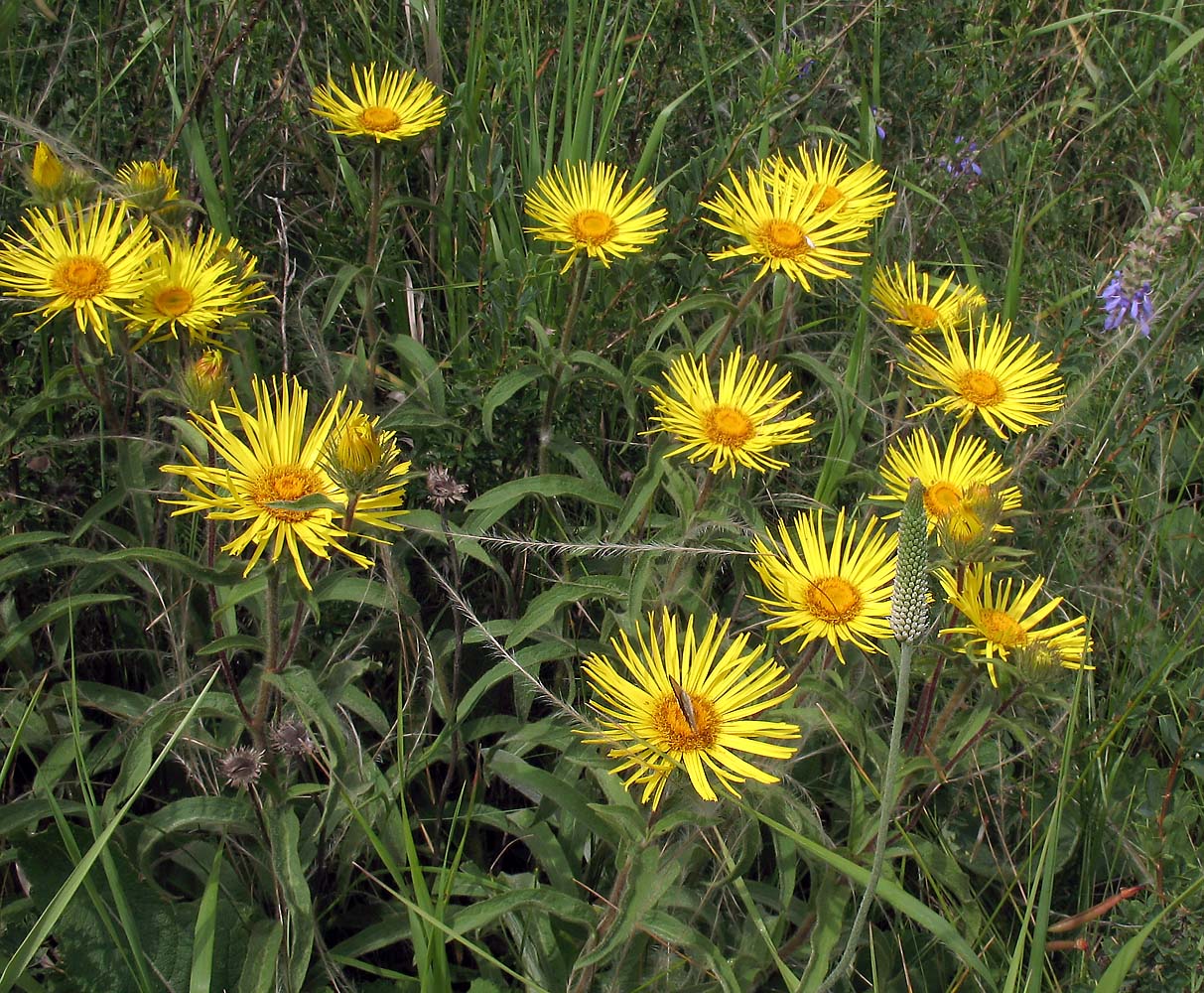 Изображение особи Inula hirta.