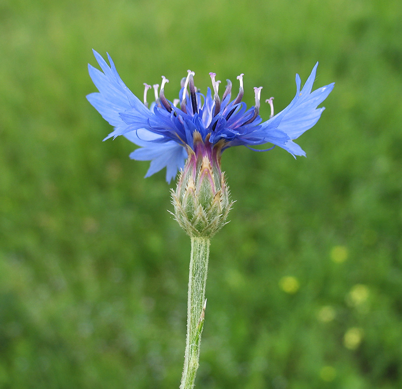 Image of Centaurea cyanus specimen.