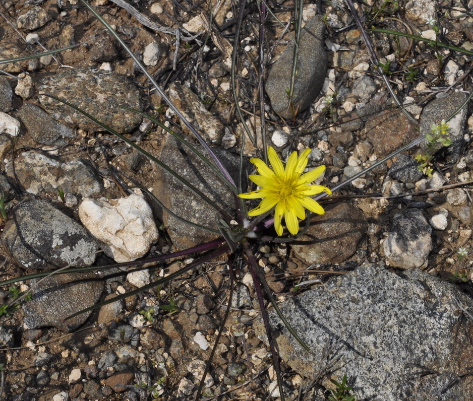 Image of genus Scorzonera specimen.