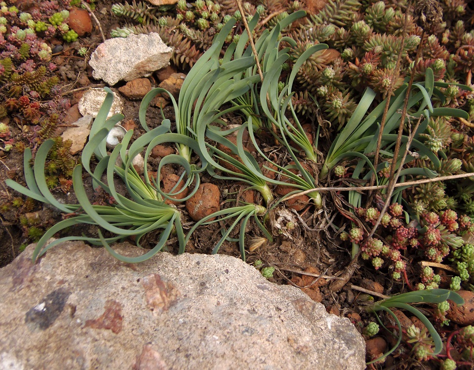 Image of Allium lusitanicum specimen.