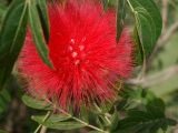 род Calliandra. Соцветие. Китай, остров Хайнань, окр. г. Санья. 11.01.2014.