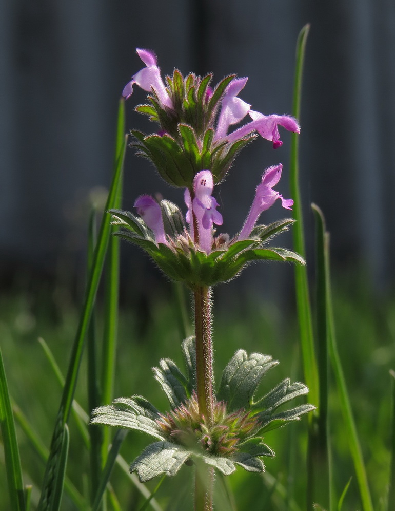 Изображение особи Lamium amplexicaule var. orientale.