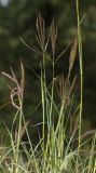 Bothriochloa ischaemum. Верхушка цветущего растения. Краснодарский край, г. Апшеронск, луг на высокой пойме р.Пшеха. 09.08.2013.