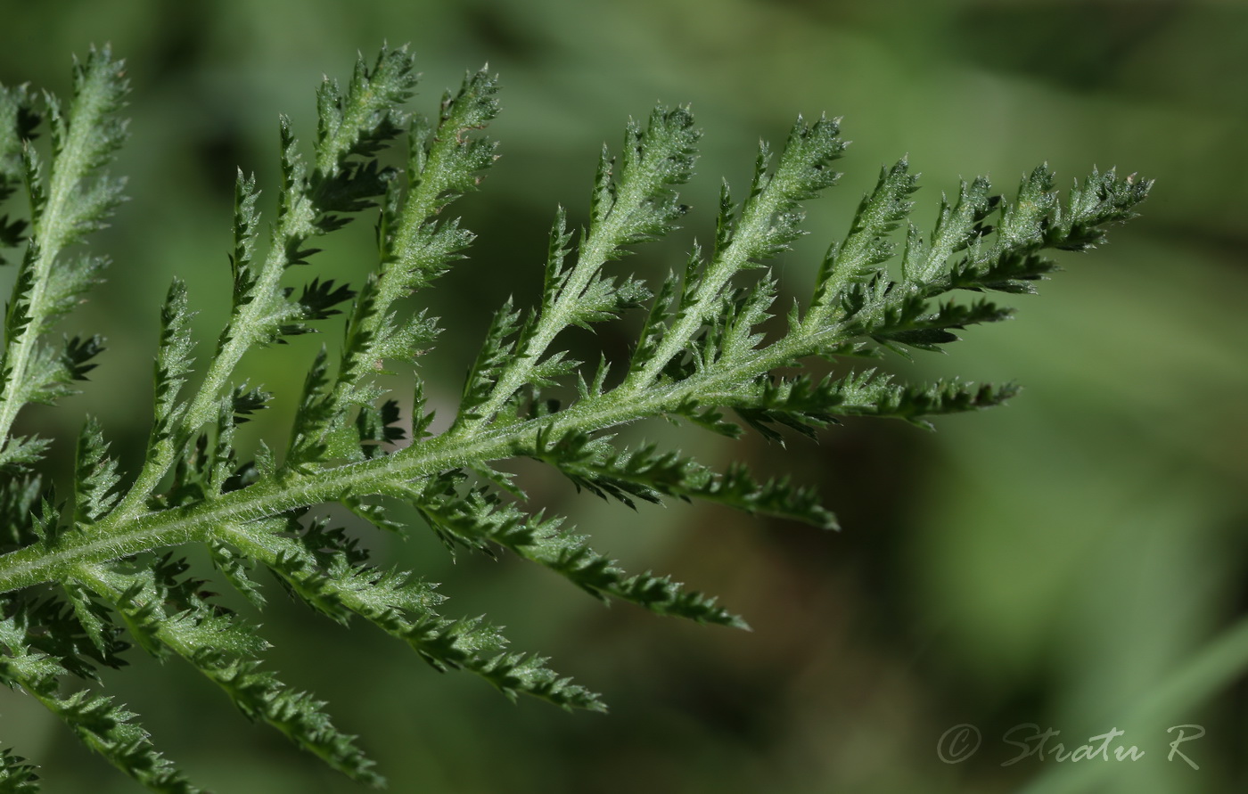 Изображение особи Achillea millefolium.