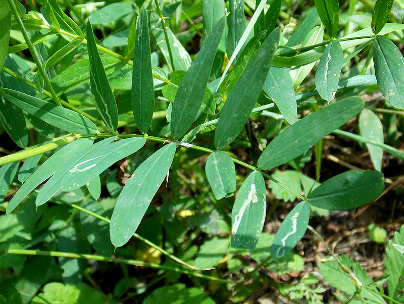 Image of Galega officinalis specimen.