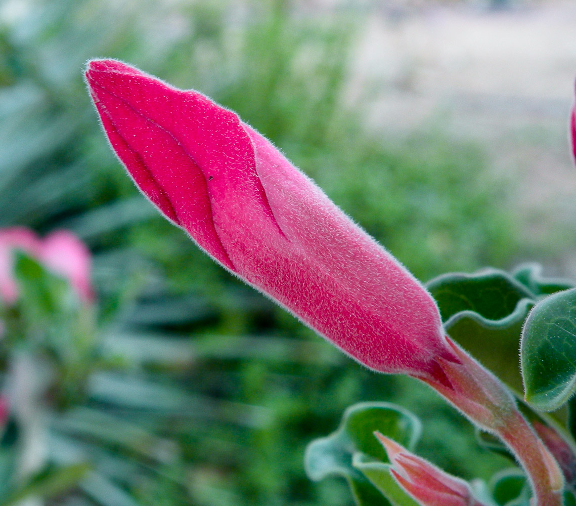 Image of Adenium obesum specimen.