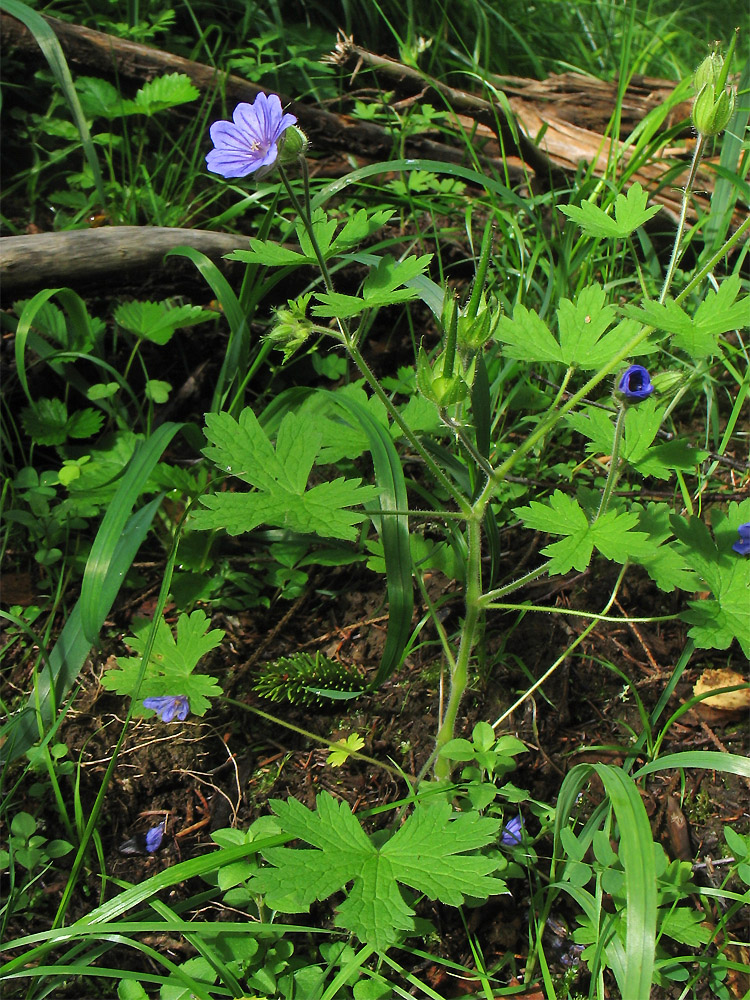 Image of Geranium bohemicum specimen.