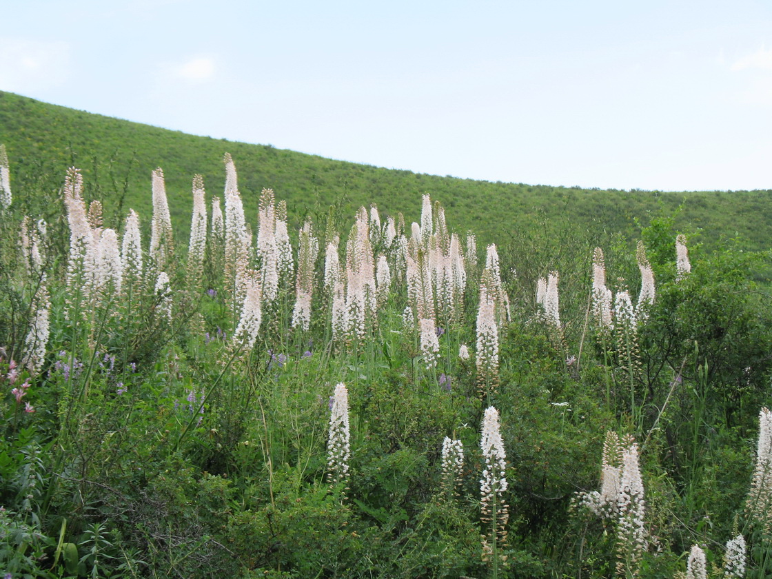 Изображение особи Eremurus robustus.