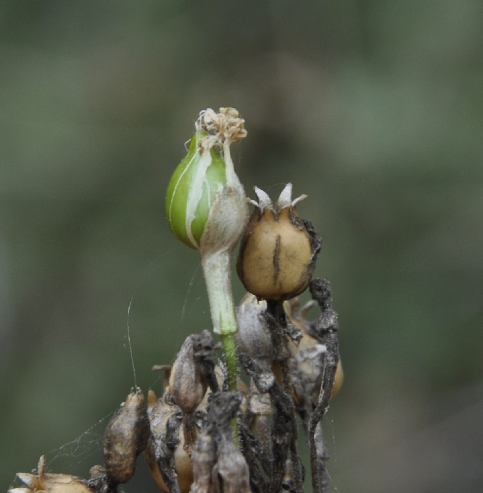 Image of genus Silene specimen.