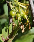 Ribes aureum. Незрелые плоды. Краснодарский край, г. Краснодар. 25.04.2013.