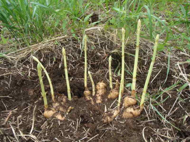 Изображение особи Gastrodia elata.