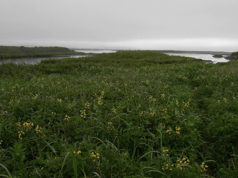 Изображение особи Thermopsis lupinoides.