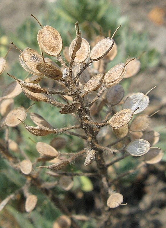 Изображение особи Alyssum lenense.