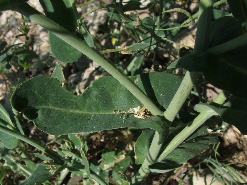 Image of Brassica napus specimen.