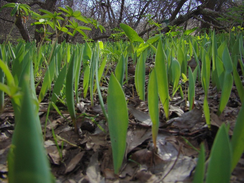 Изображение особи Tulipa berkariensis.