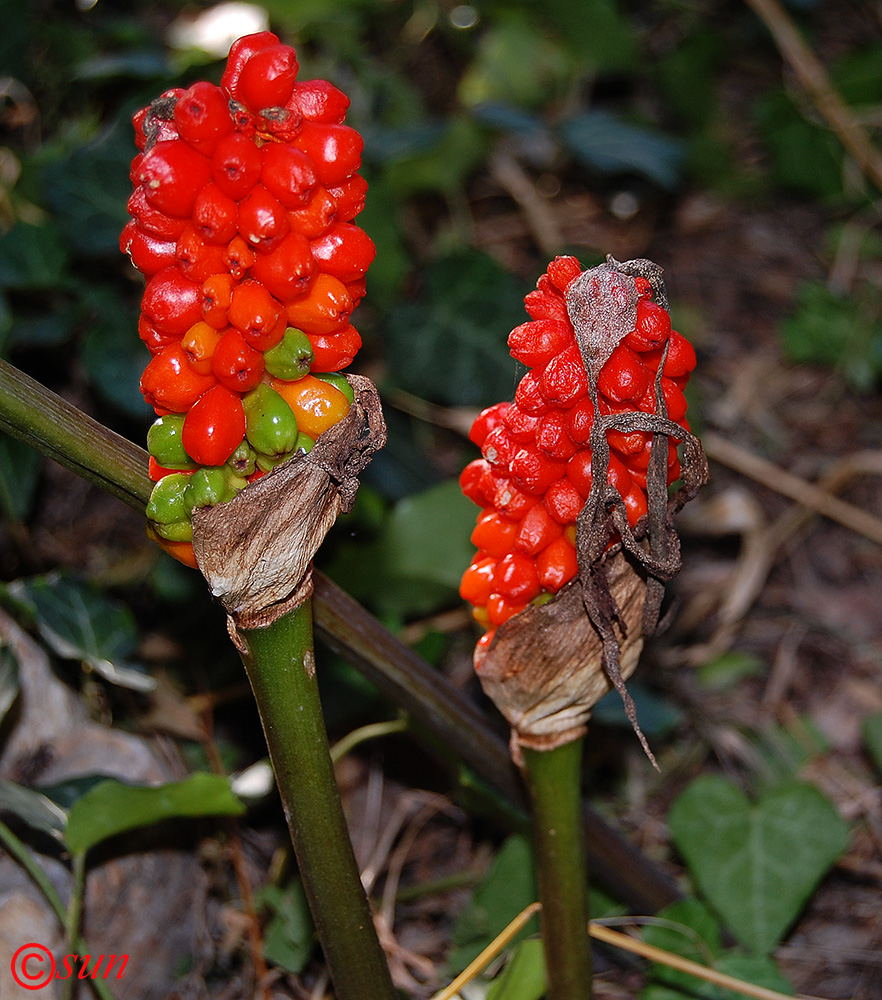 Image of Arum elongatum specimen.