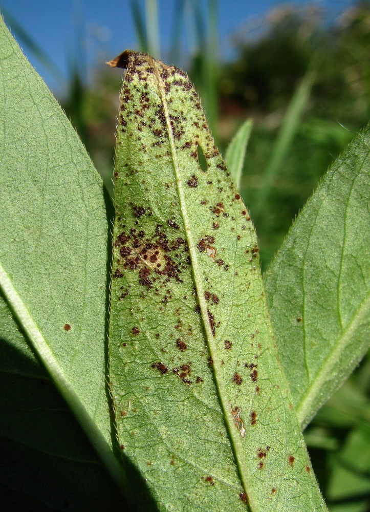 Image of Persicaria amphibia specimen.