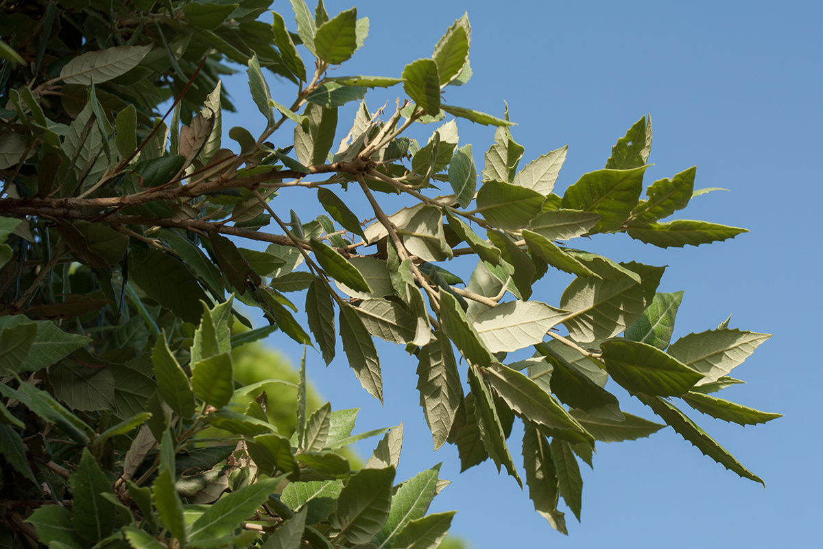 Image of genus Quercus specimen.