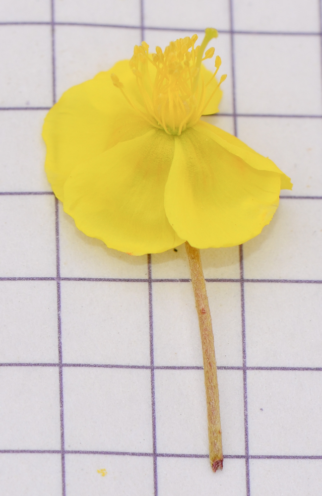 Image of Helianthemum sancti-antonii specimen.