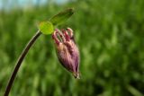 Aquilegia vulgaris. Бутон. Новгородская обл., г. Боровичи, Бобровские горы, луговой склон. 06.06.2015.