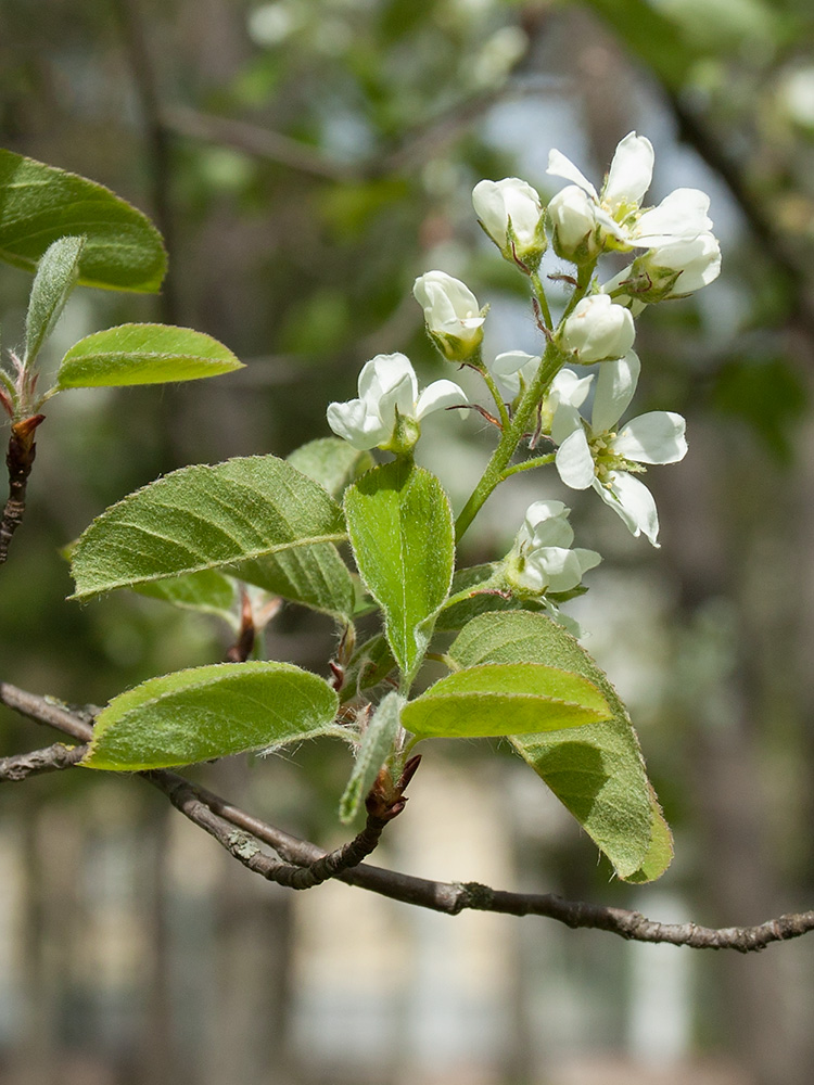 Image of Amelanchier spicata specimen.