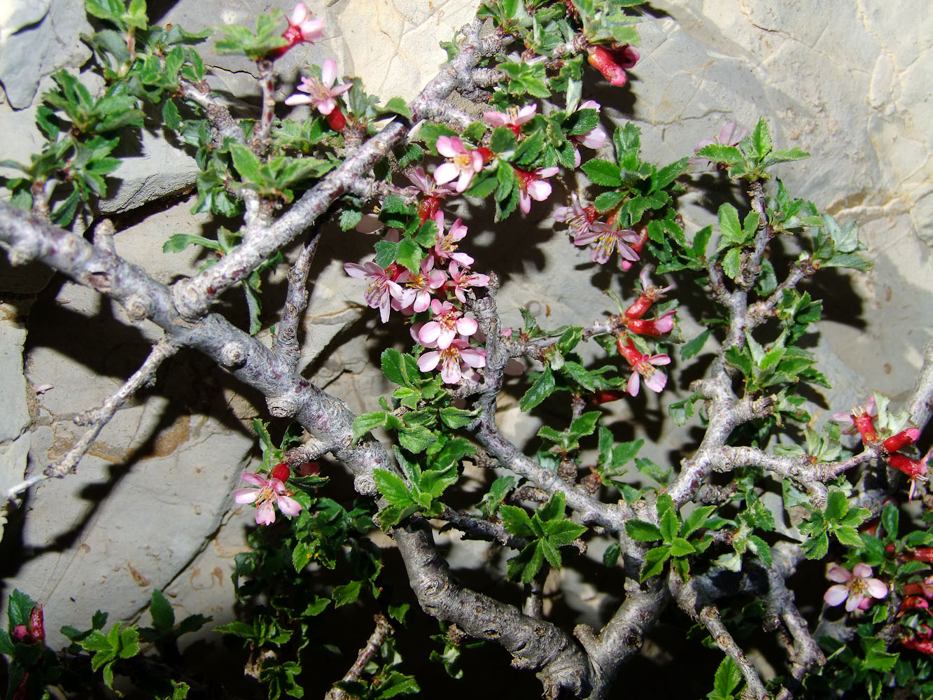 Image of Cerasus prostrata specimen.