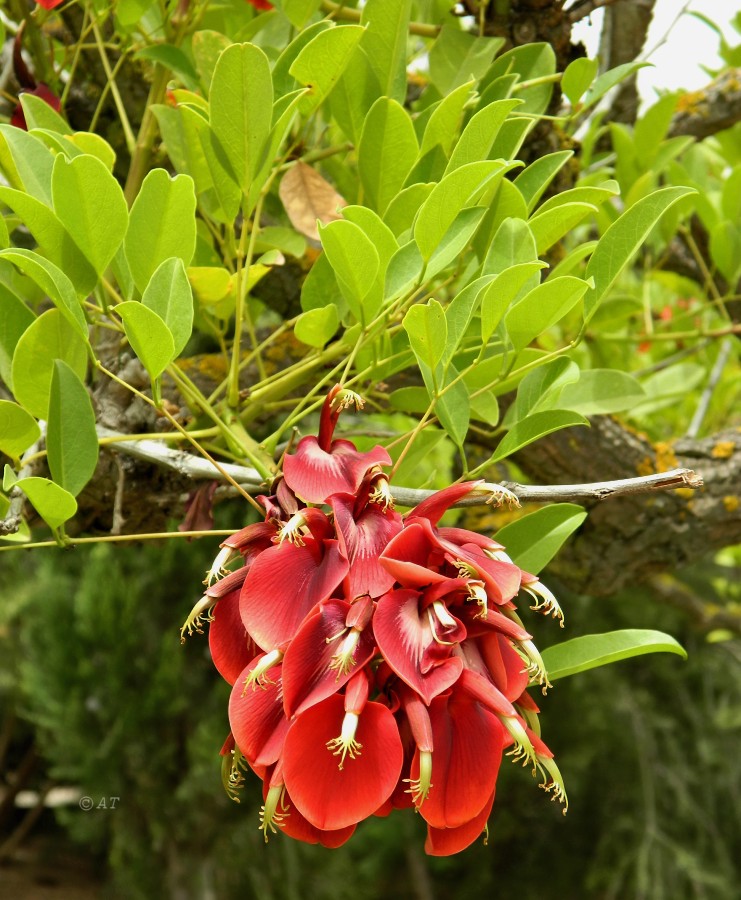 Изображение особи Erythrina crista-galli.