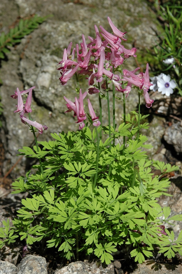 Image of Corydalis buschii specimen.