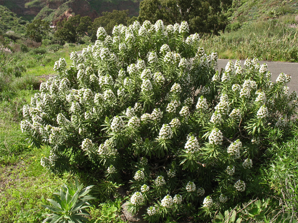 Image of Echium decaisnei specimen.