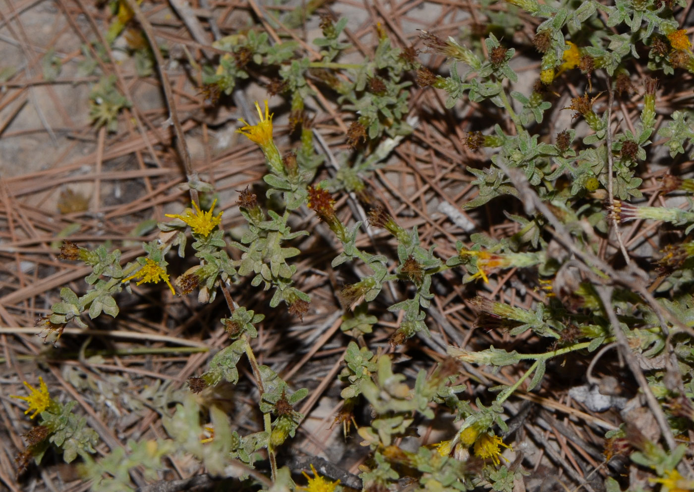 Изображение особи Chiliadenus iphionoides.