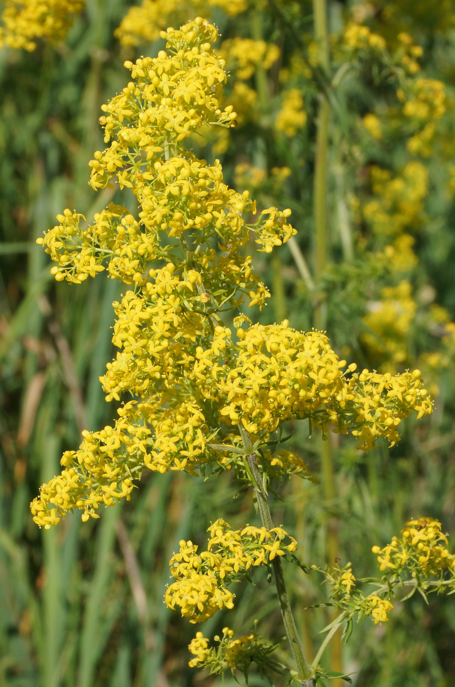 Image of Galium verum specimen.