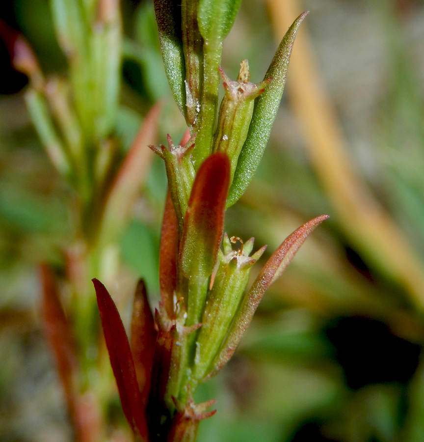 Image of Lythrum hyssopifolia specimen.