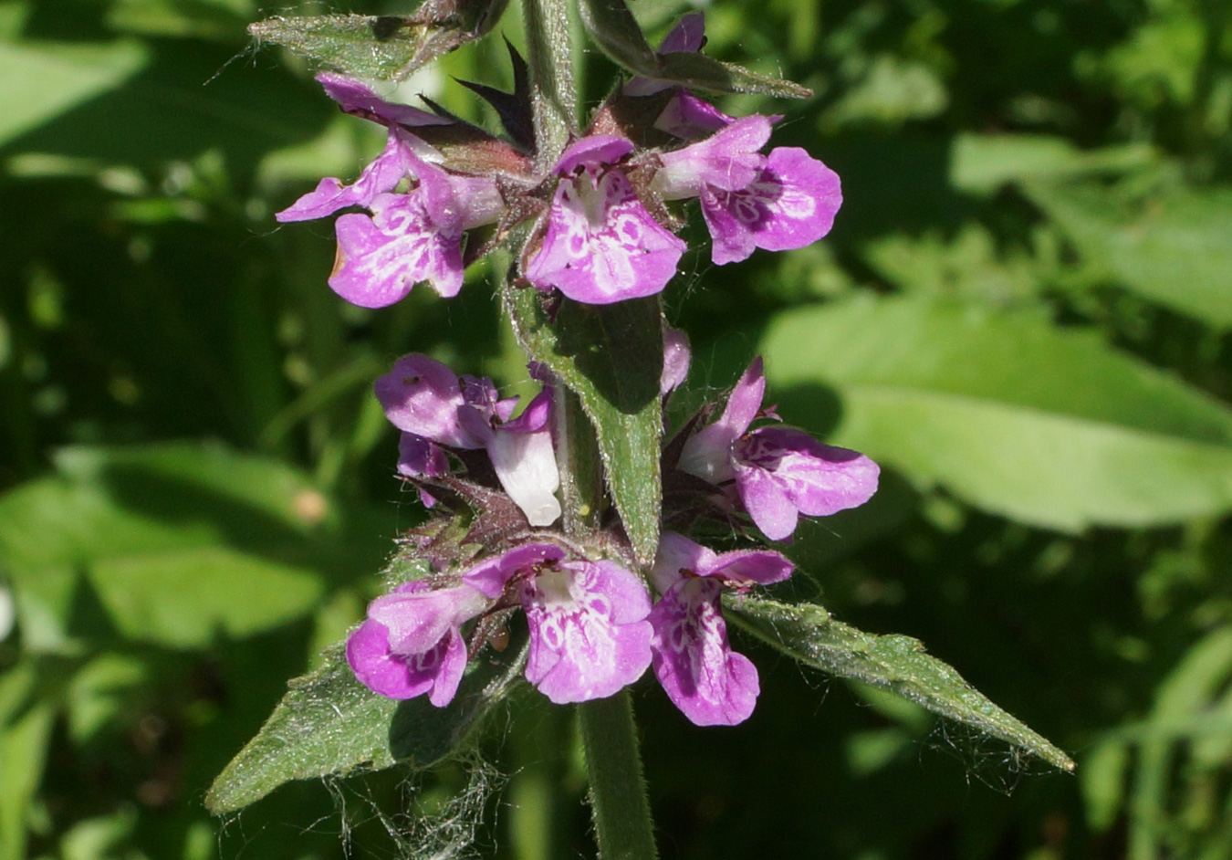 Image of Stachys palustris specimen.