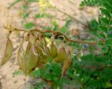 Astragalus membranaceus. Побег с соплодием. Якутия (Саха), Алданский р-н, берег р. Тимптон, 202 км от устья. 19.07.2011.