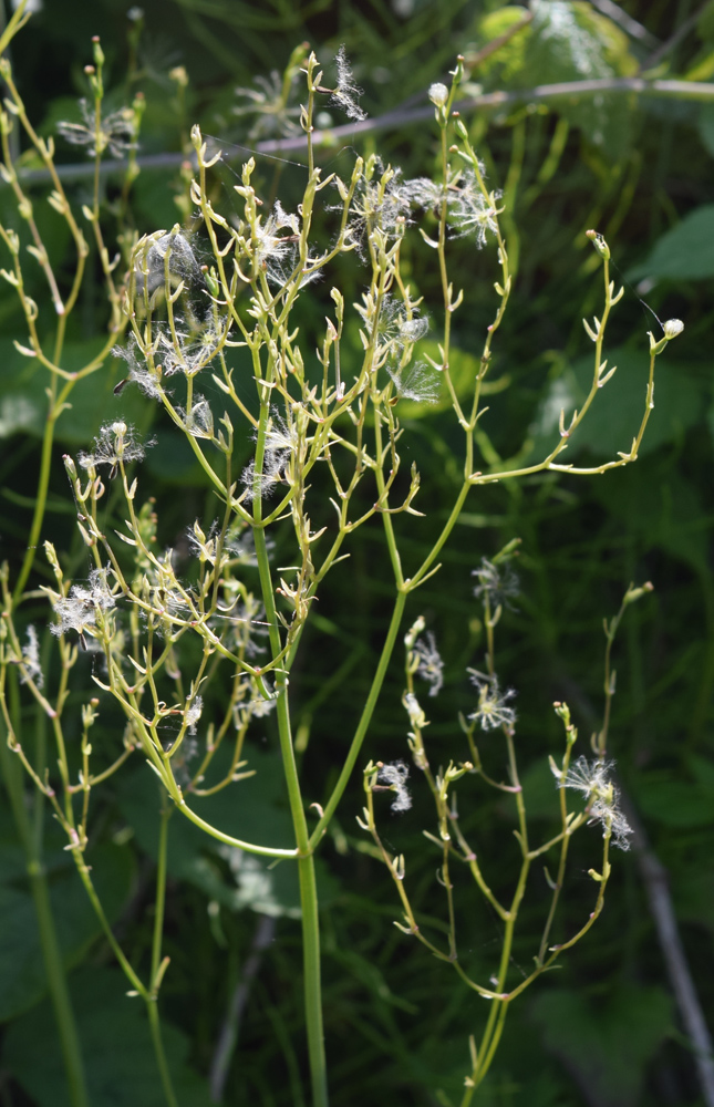 Image of Valeriana ficariifolia specimen.