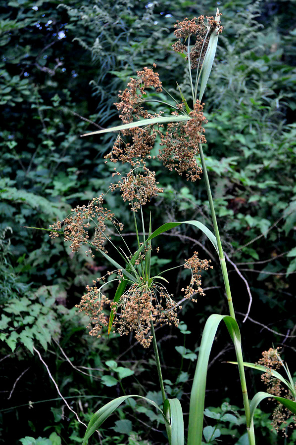 Image of Scirpus asiaticus specimen.