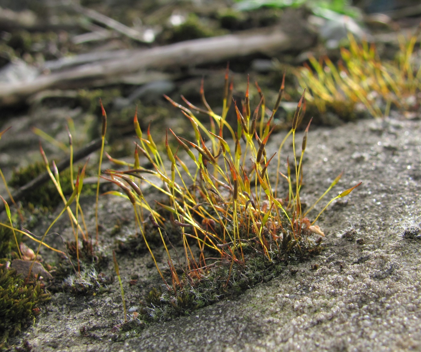 Image of familia Pottiaceae specimen.