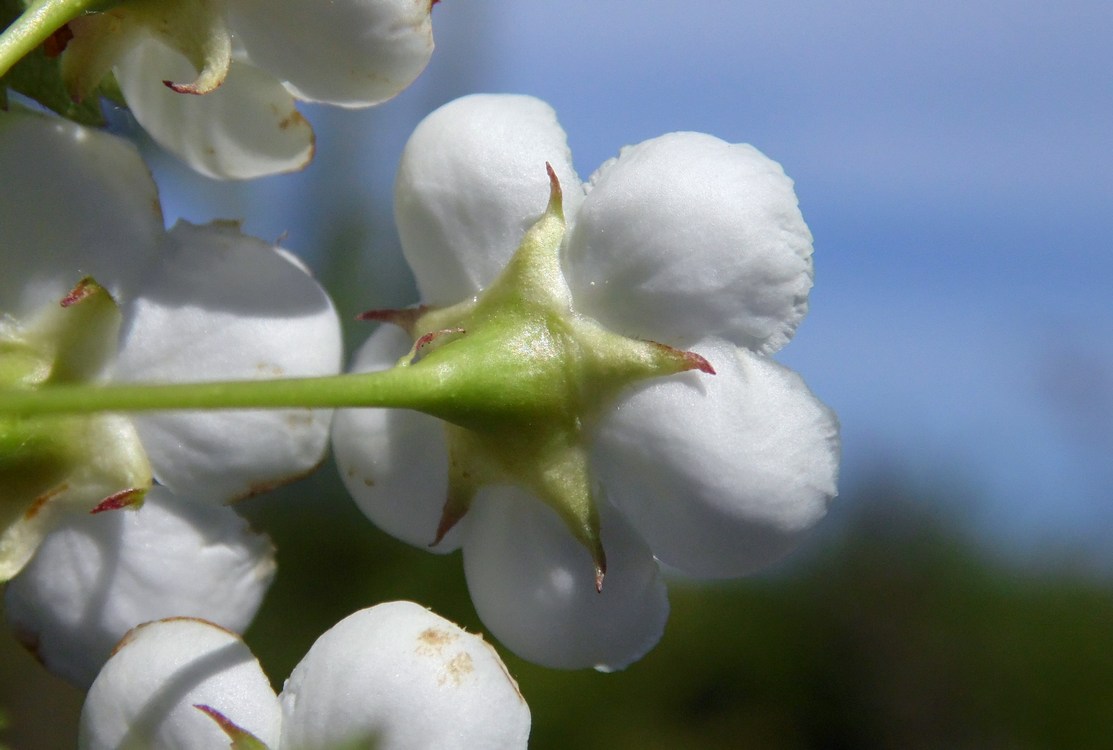 Image of Crataegus rhipidophylla specimen.