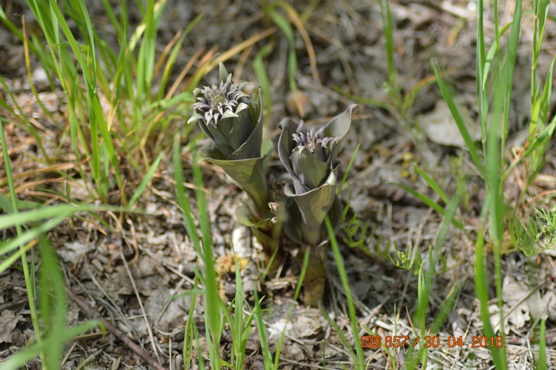 Изображение особи Epipactis condensata.