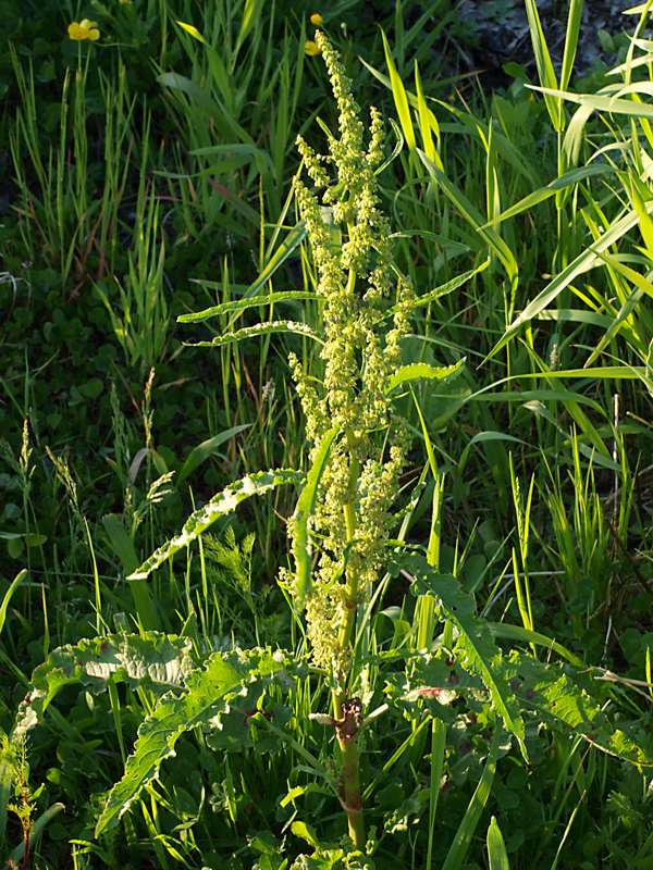 Изображение особи Rumex crispus.