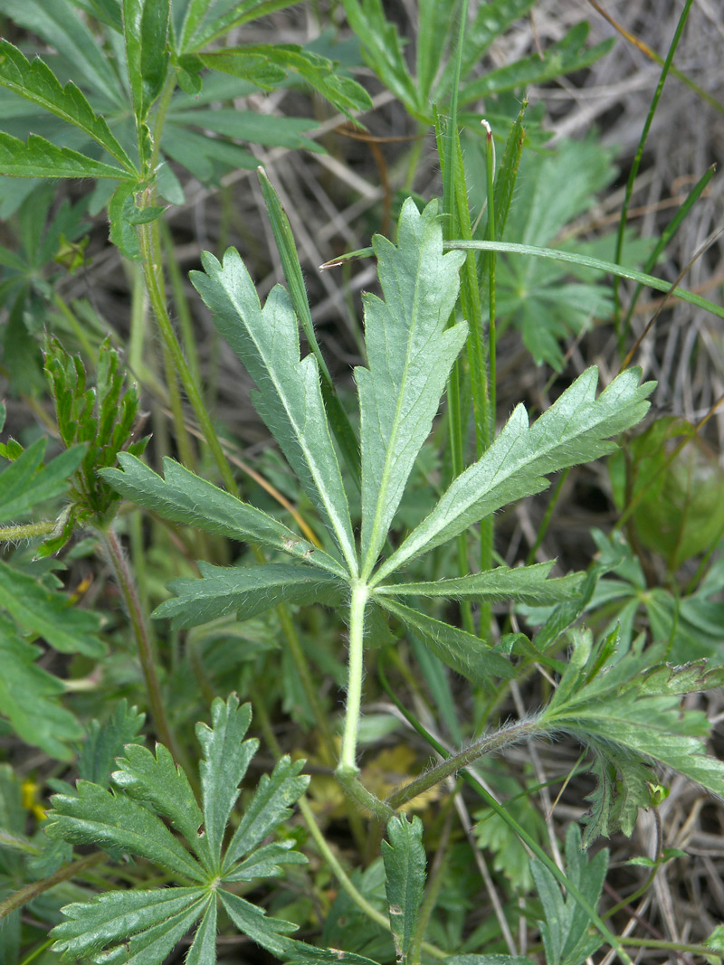 Image of Potentilla patula specimen.