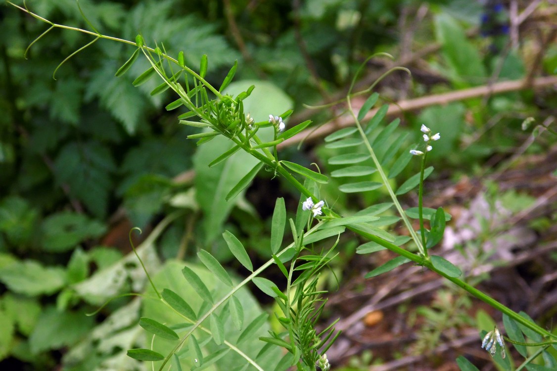 Изображение особи Vicia hirsuta.