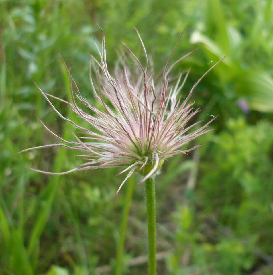 Image of genus Pulsatilla specimen.