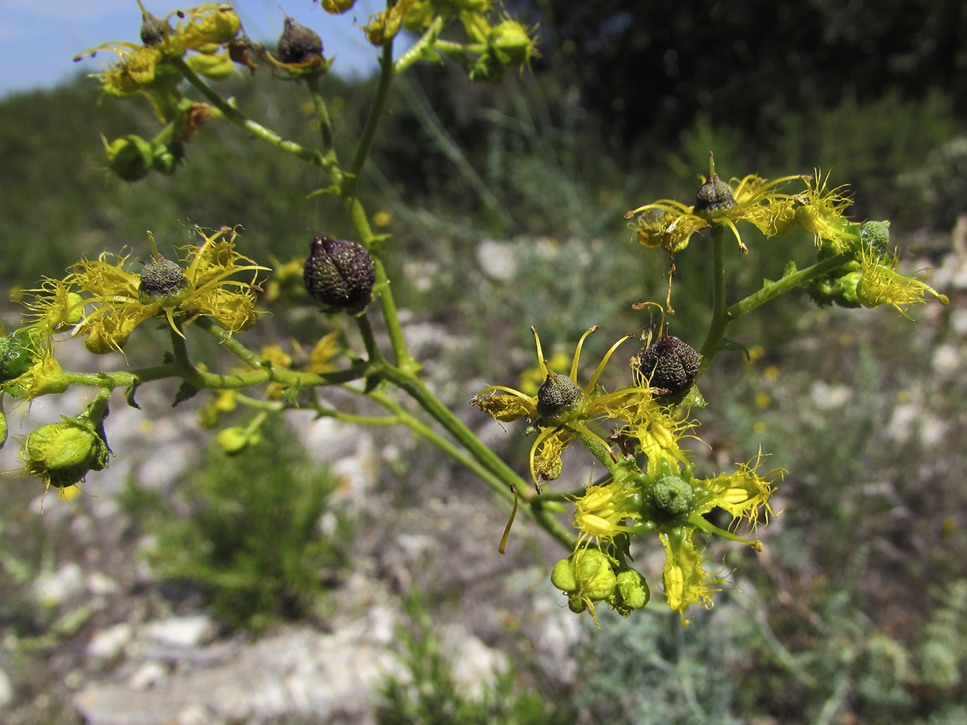 Image of Ruta angustifolia specimen.