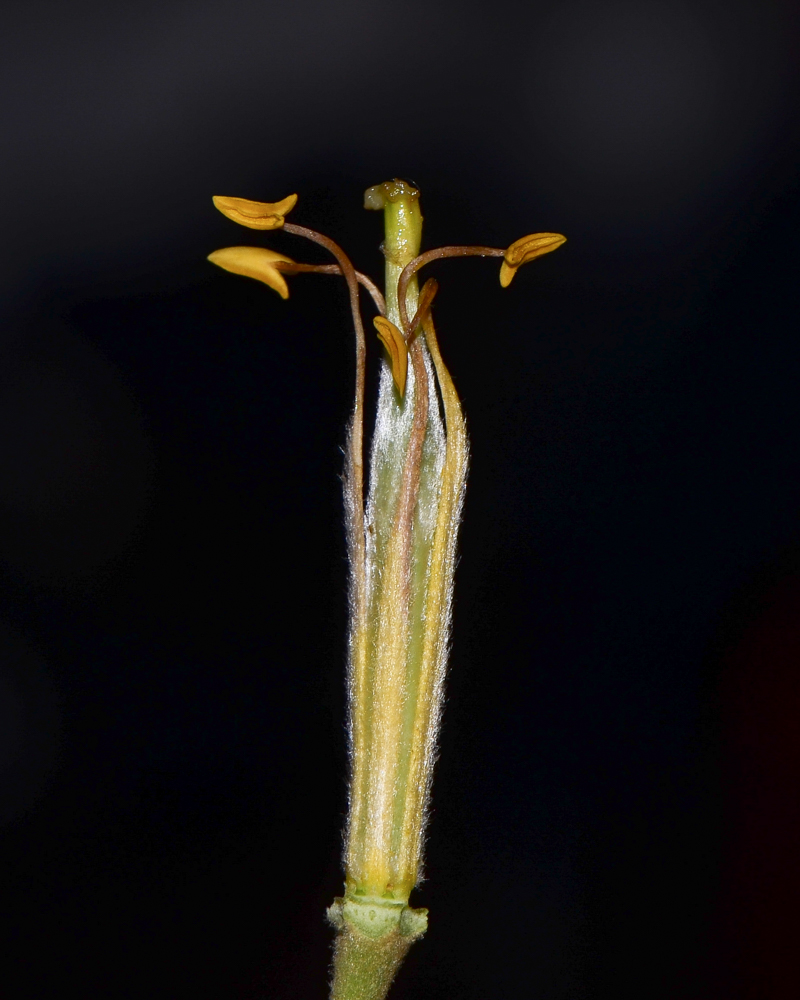 Image of Hymenosporum flavum specimen.