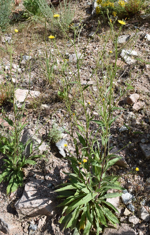 Image of Picris nuristanica specimen.