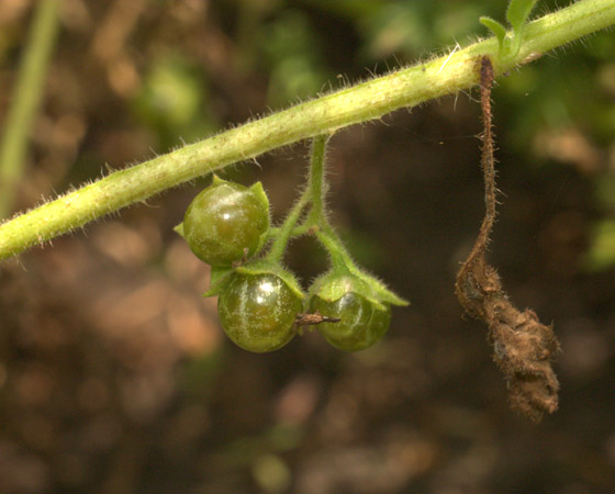 Image of Solanum physalifolium specimen.